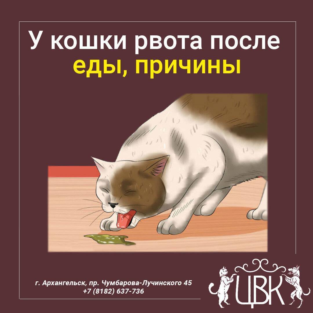 Рвота у кошек - причины и лечение