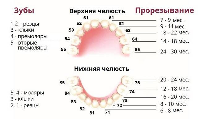 Смена зубов у собак: в каком возрасте молочные зубы меняются на постоянные