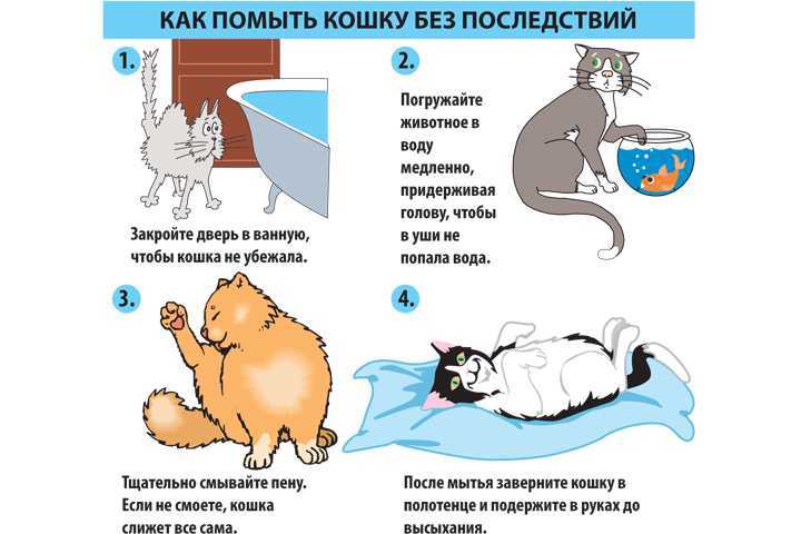 Как и когда можно начинать мыть котенка? | блог ветклиники "беланта"