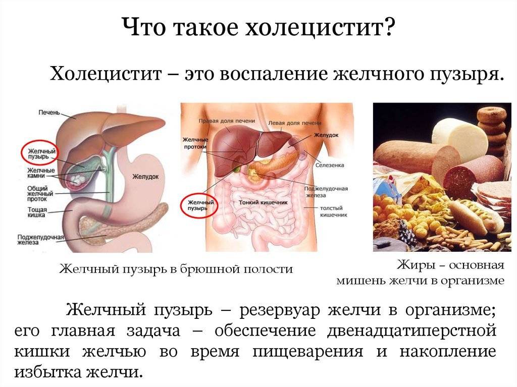 Холецистит у собак: симптомы, острый и хронический, схема лечения, чем кормить и какую диету соблюдать