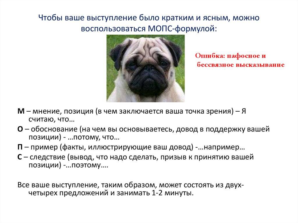 Порода собак мопс - описание советы полезные заметки | мой мопс.ру