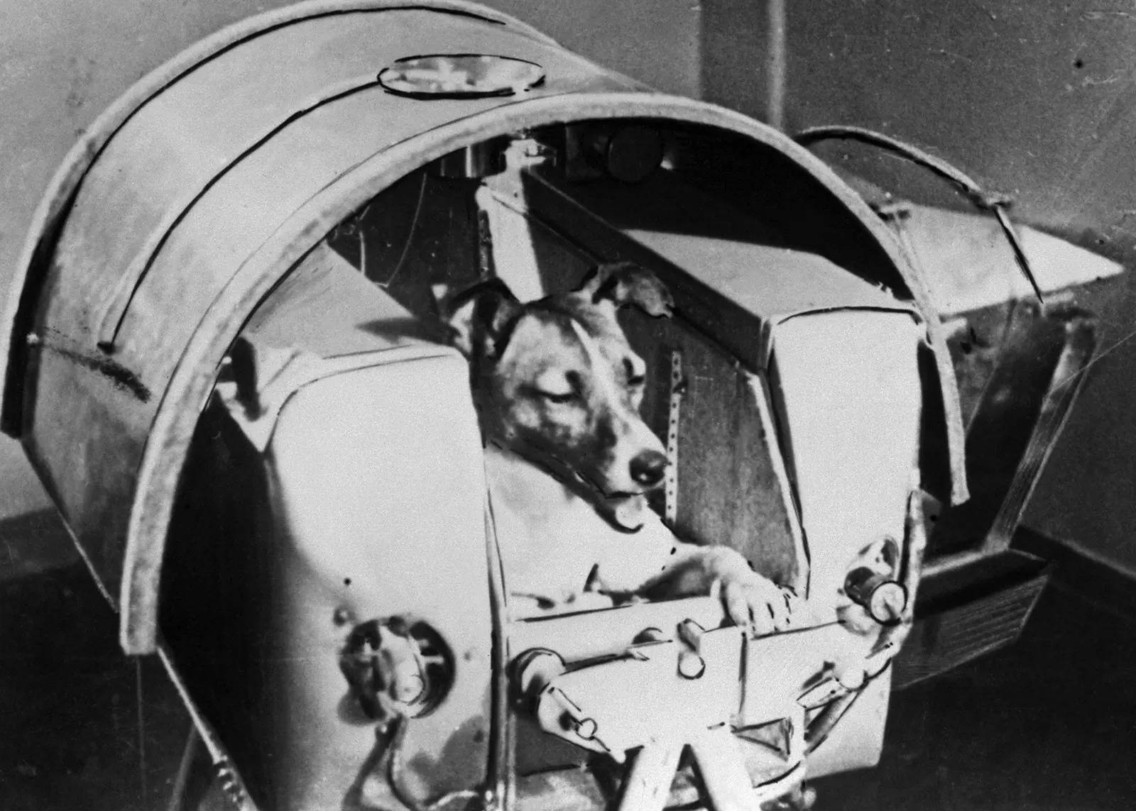 ﻿“эра собаки”: имена и истории из освоения космоса в ссср