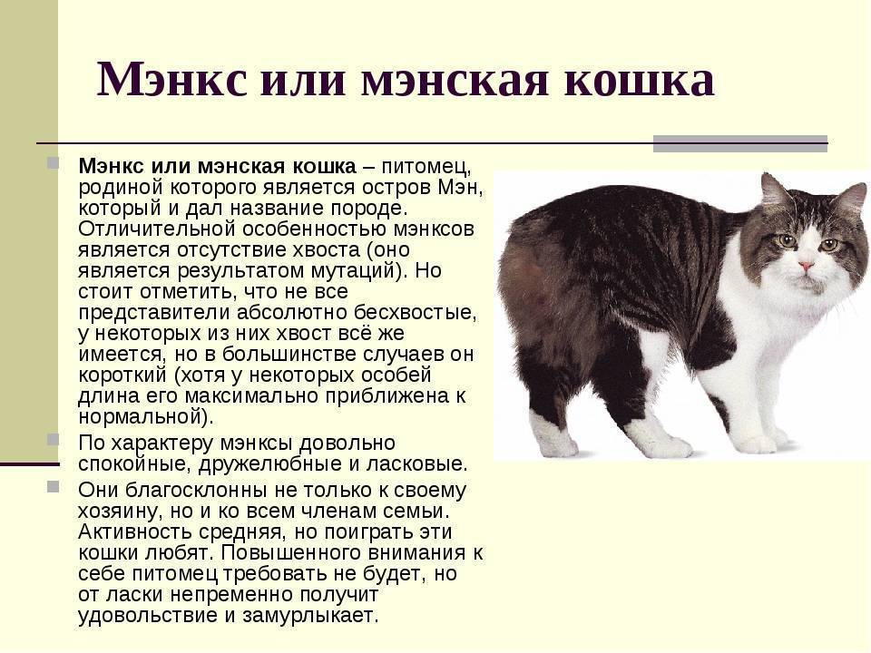 Кто такие мэнксы, и чем они отличаются от других кошек - мир кошек
