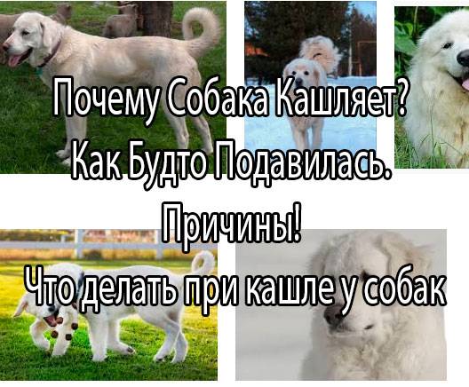 Кашель у собак: какой бывает, причины, лечение