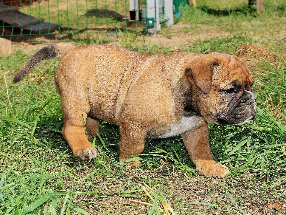 Все виды породы бульдог с фото и описанием