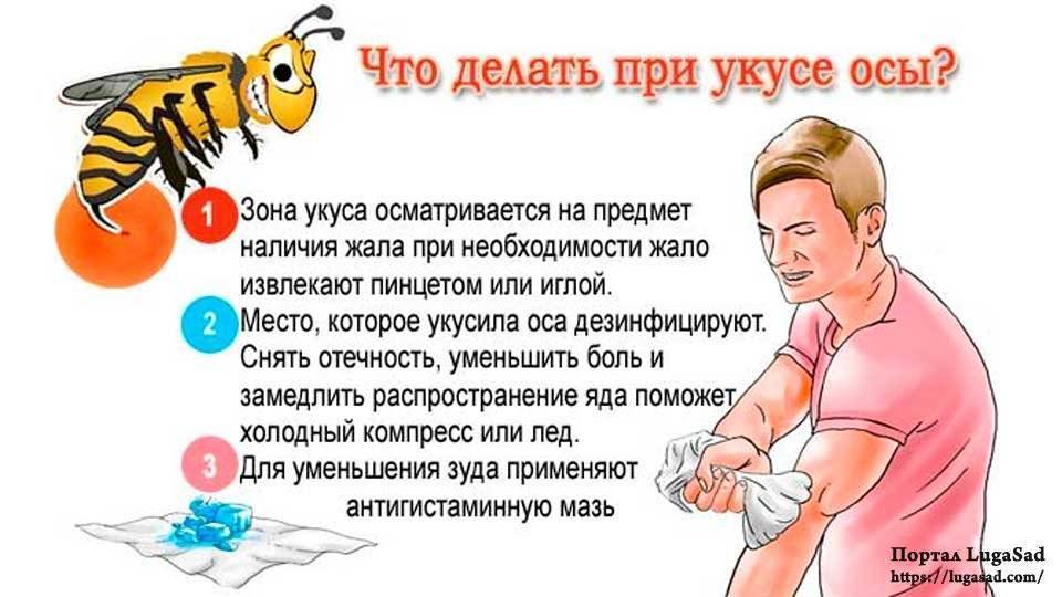 Что делать если кошку ужалила пчела или оса?