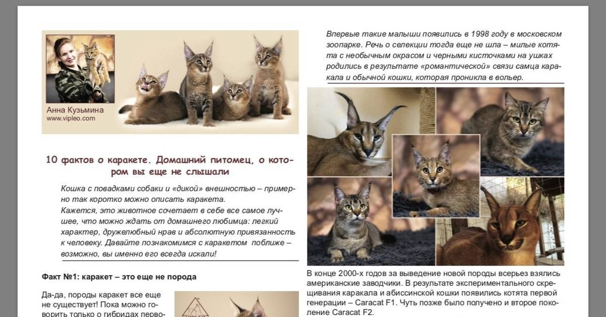 Абиссинская кошка — животное, которое не гуляет само по себе