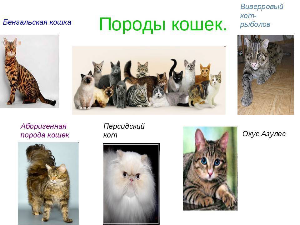 Загадочные чёрные кошки: всё об их окрасе