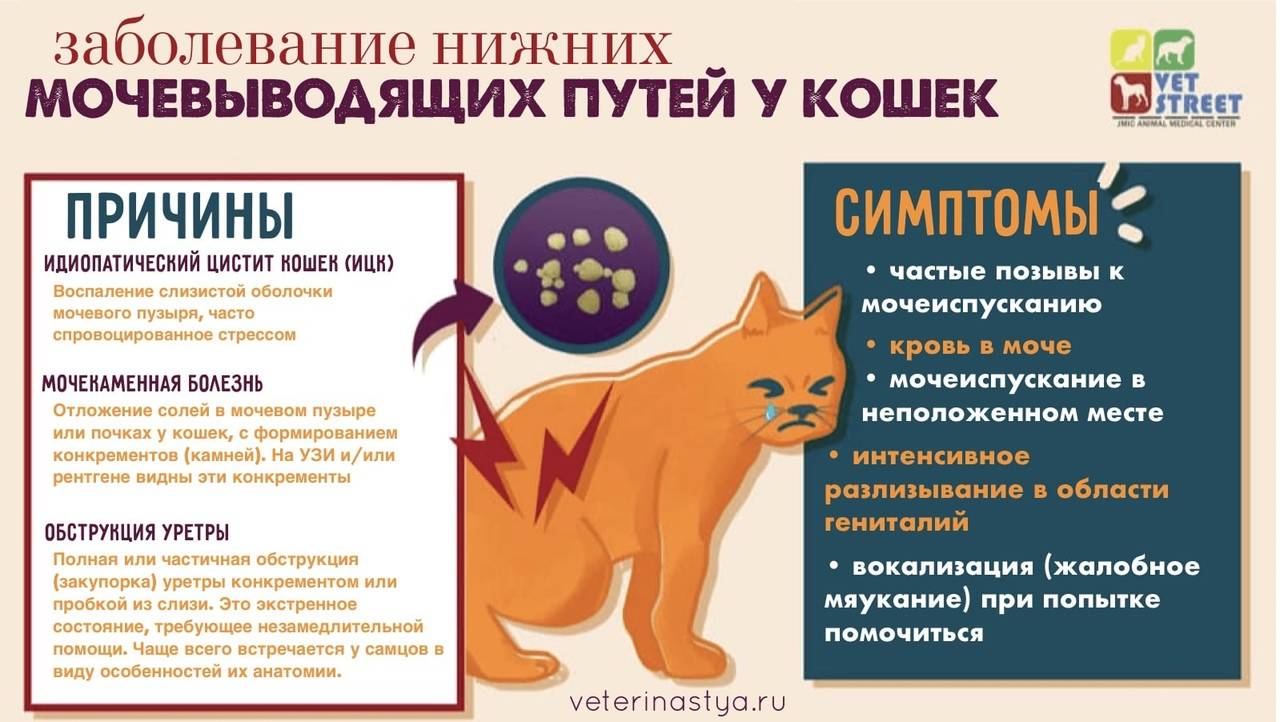 Мочекаменная болезнь у котов, кошек. симптомы мкб, лечение. цистит, мочевые камни