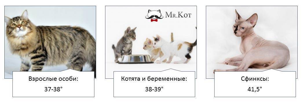 Температура тела у кошек: нормальные показатели, как правильно измерить, причины гипертермии и гипотермии у котов