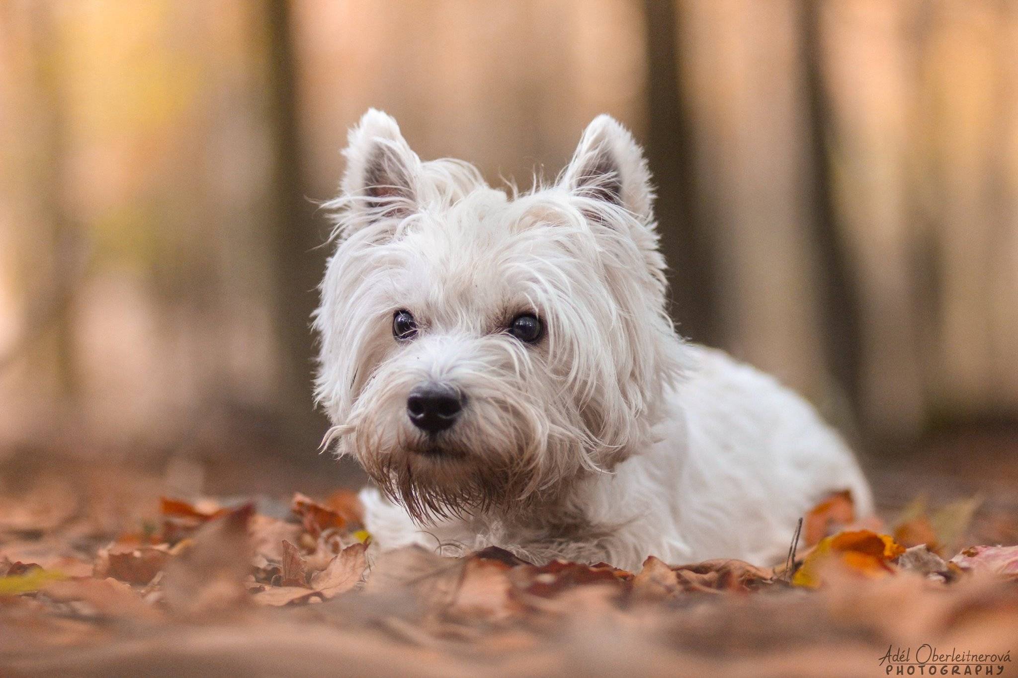 Вест терьер (west highland white terrier)