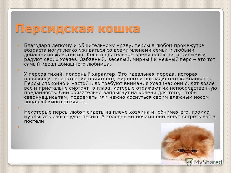 Чем кормить персидских котят, кошек и котов