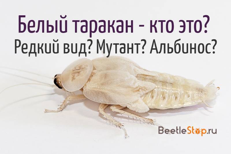Мадагаскарские шипящие тараканы