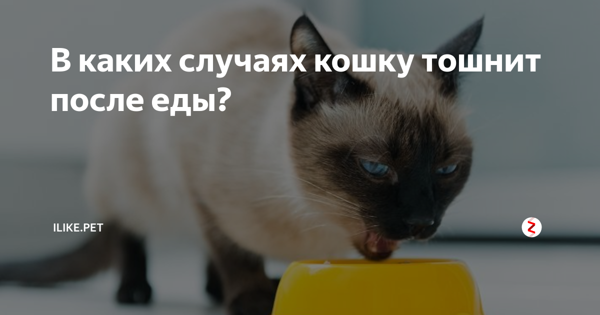Кошку рвет после еды: что делать, опасные и неопасные причины, лечение и профилактика