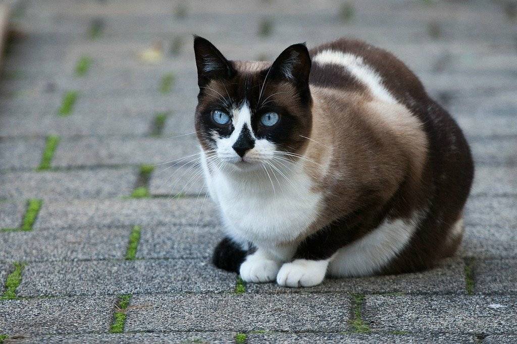 Сноу-шу кошка