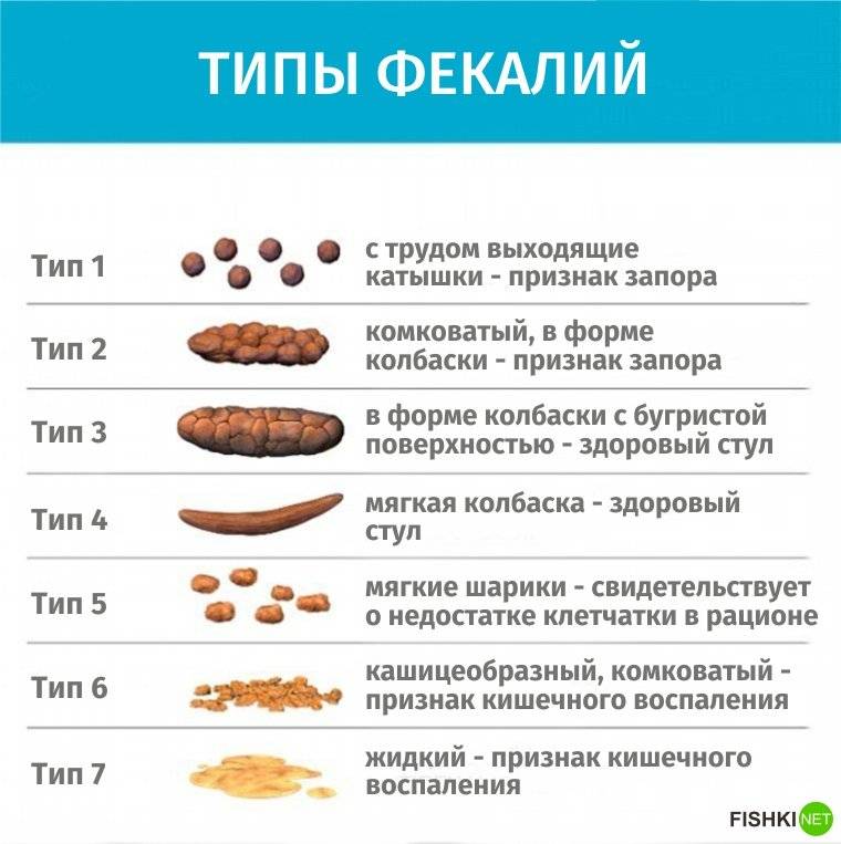 Запор собаки