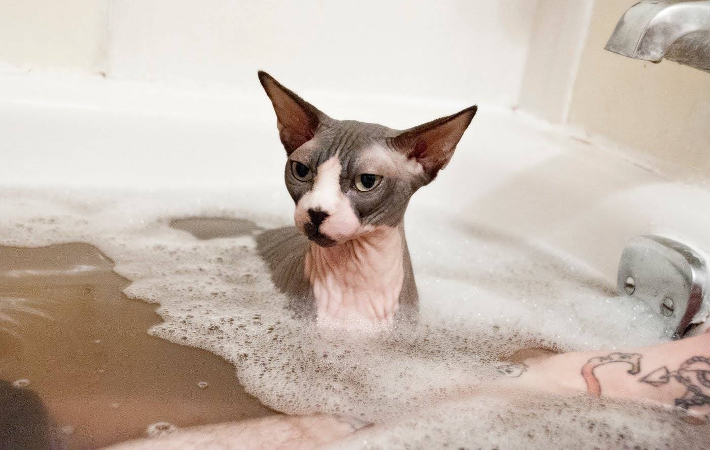 Какие кошки любят купаться?