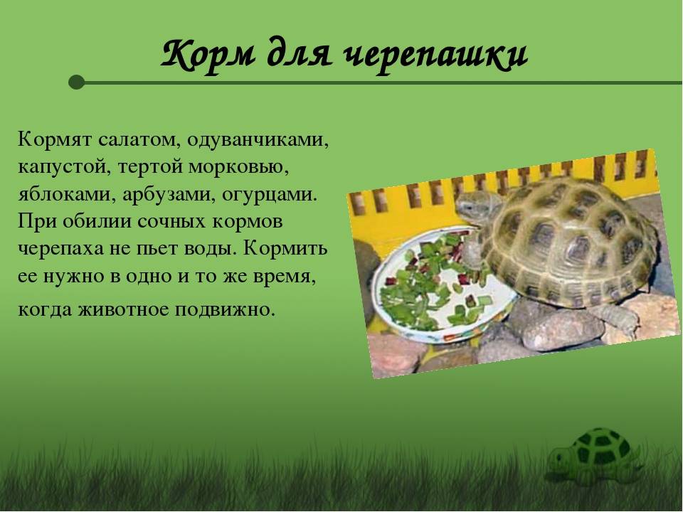 Чем и сколько кормить черепах в домашних условиях