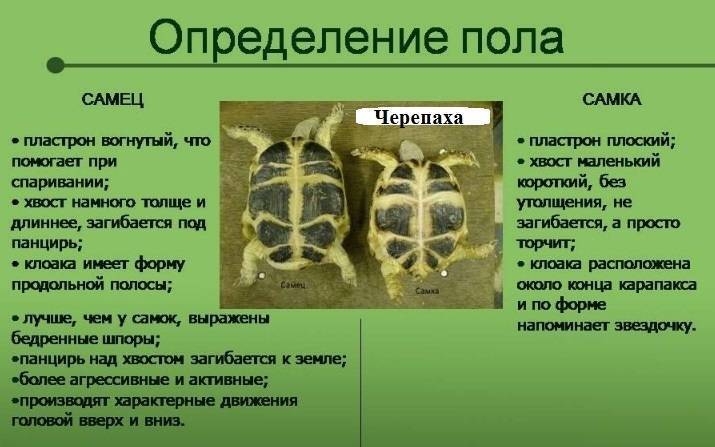 Продолжительность жизни черепах в домашних условиях и на воле