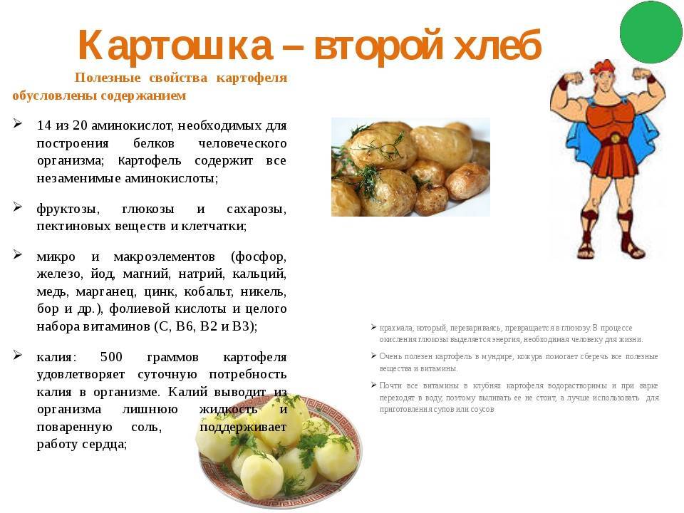 Можно ли давать хомякам картошку?