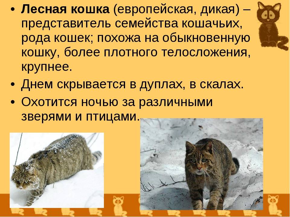 Перечень и описание всех интересных фактов о котах и всем семействе кошачьих