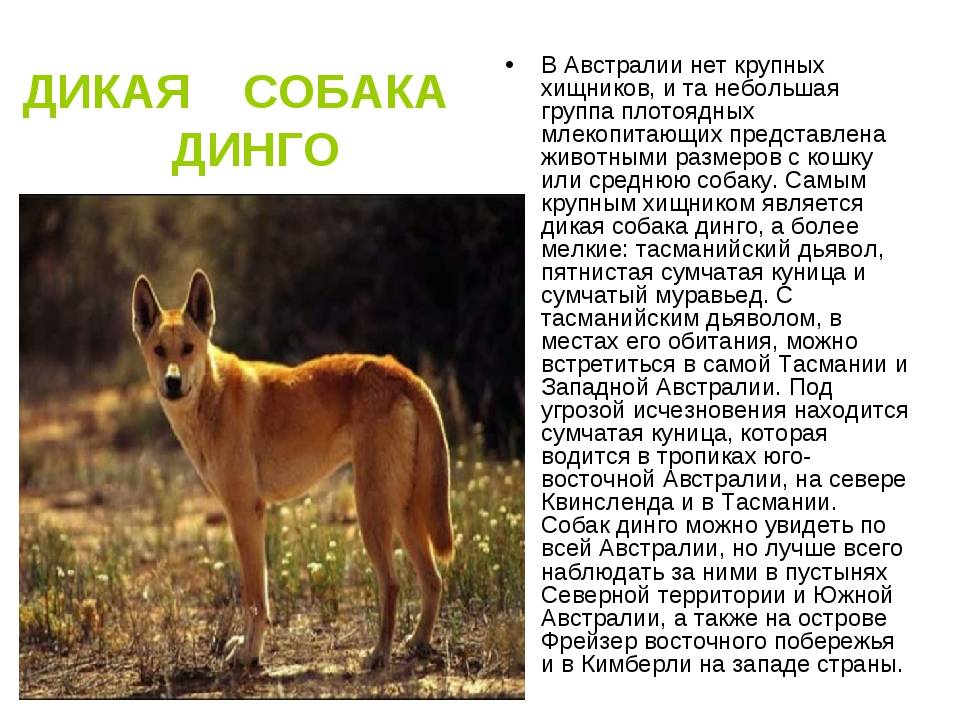 Собака динго из австралии - наши лапки