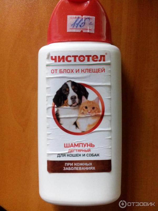 Можно ли мыть собаку шампунем для людей: возможные последствия