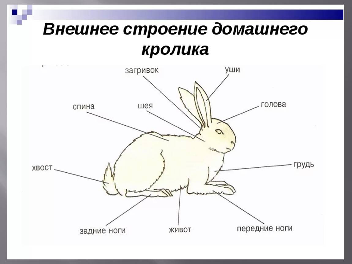 Как определить возраст кролика: особенности физиологии, методы определения