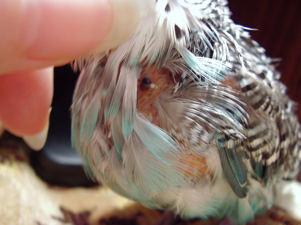Почему попугай самец вырывает самке перья. почему волнистые попугаи выщипывают себе перья. что делать, если попугай выщипывает перья
