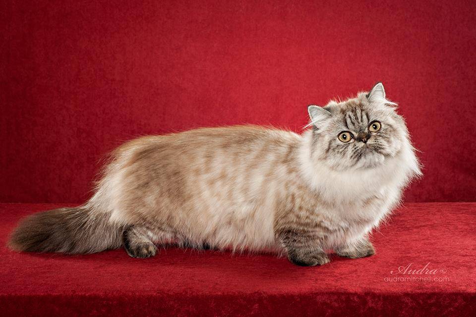 Наполеон (менуэт) – описание пород котов