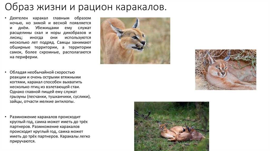 Грациозная и дерзкая дикая кошка каракал