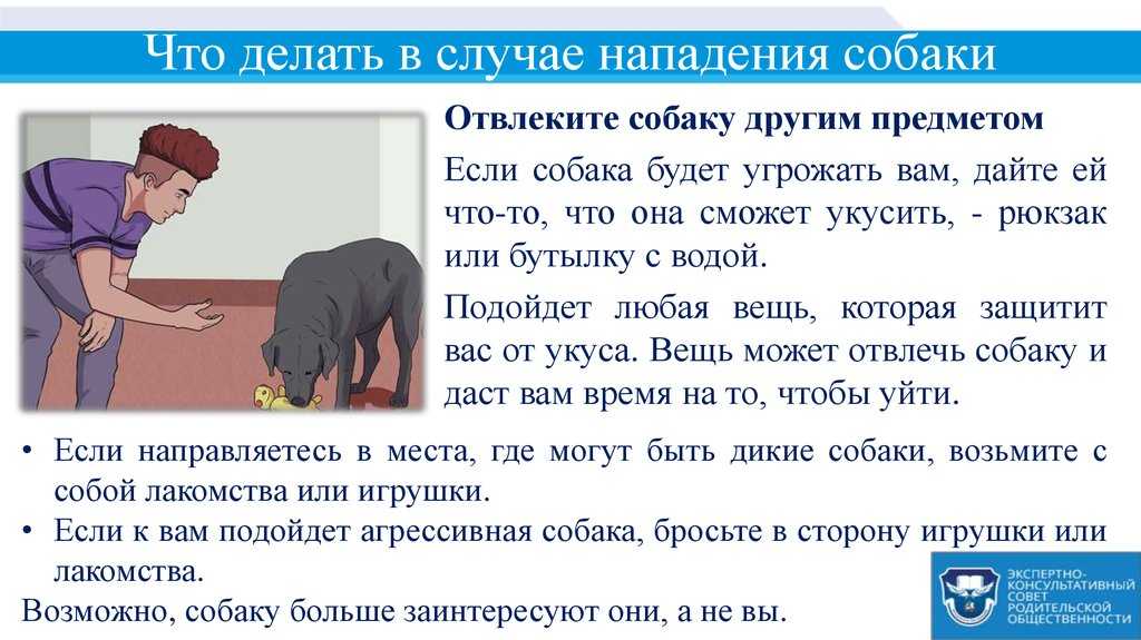 Как защититься от стаи бродячих собак?