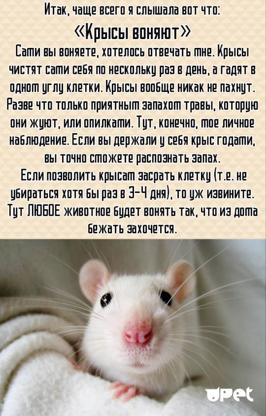 Сколько живут крысы в домашних условиях и как продлить жизнь грызуна