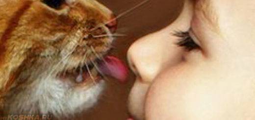 Что означают поцелуи и объятия для кошки от ее хозяина