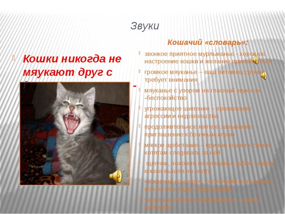 Музыка для кошек и котов: интересные исследования ученых и опыт владельцев