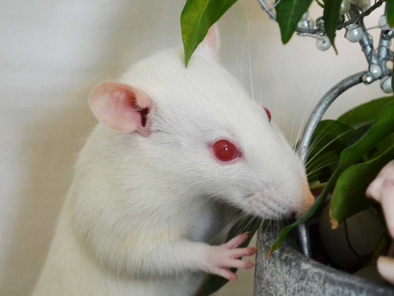Красноглазые крысы альбиносы