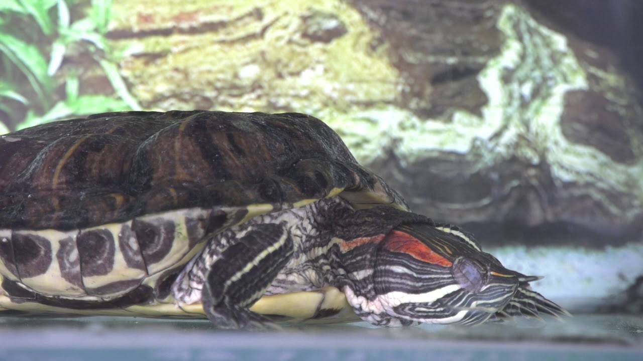 Спячка черепахи в домашних условиях. Спящие красноухие черепахи. Краснобрюхая черепаха.