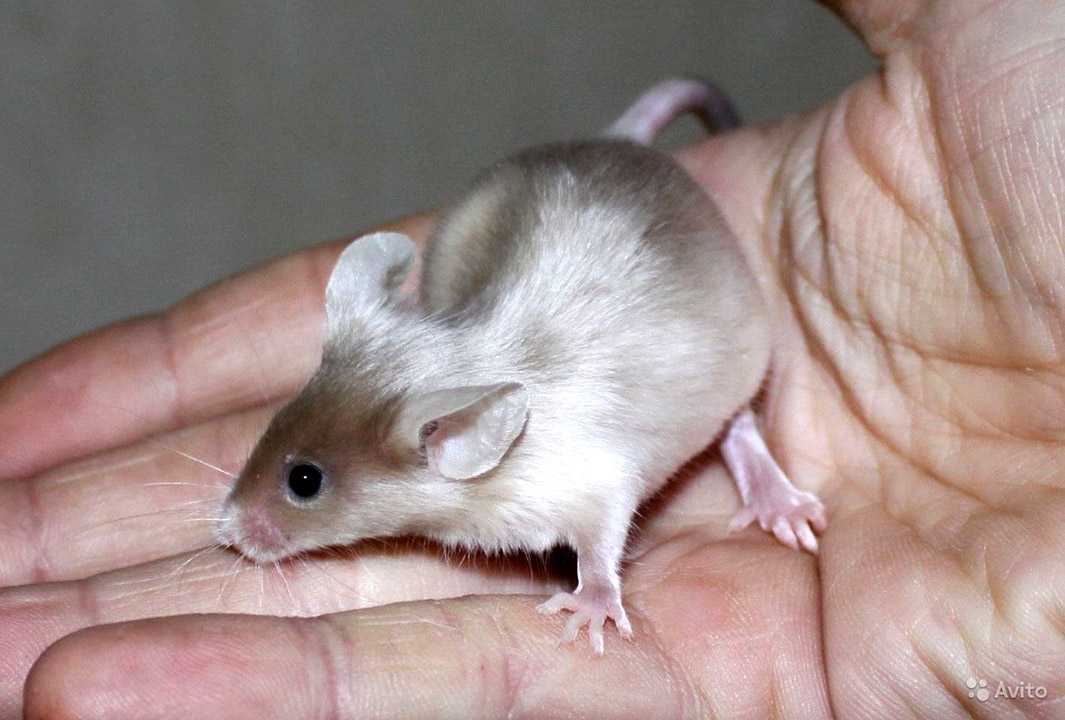 Мышка как домашний питомец для детей