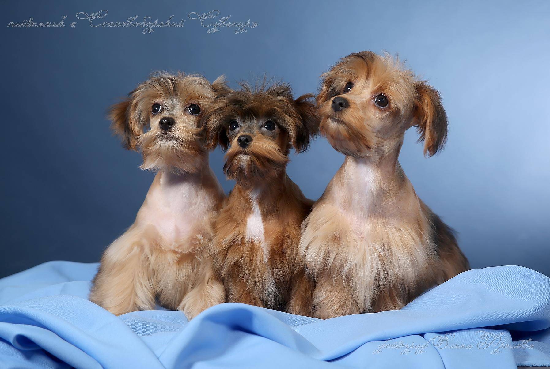 Порода собак петербургская орхидея: происхождение, здоровье, характер | блог ветклиники "беланта"