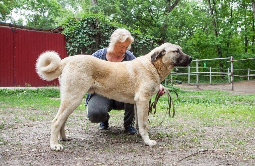 Всё о турецких кангалах: как выглядят огромные волкодавы, характер пса