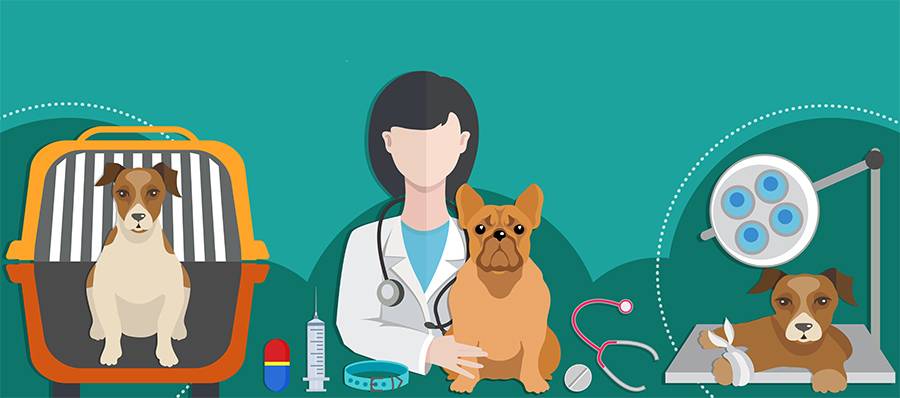 Вольерный кашель у собак - симптомы и лечение, препараты, профилактика