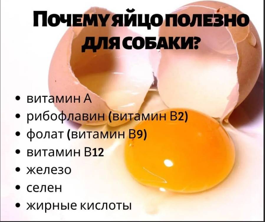 Можно ли собаке давать яйца, в каком виде и как часто