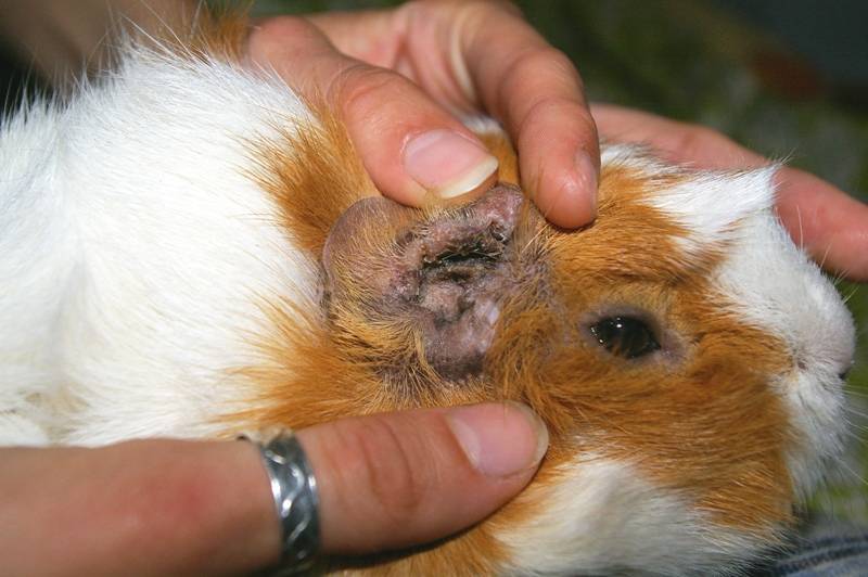 Болезни морских свинок: симптомы и лечение распространенных заболеваний
