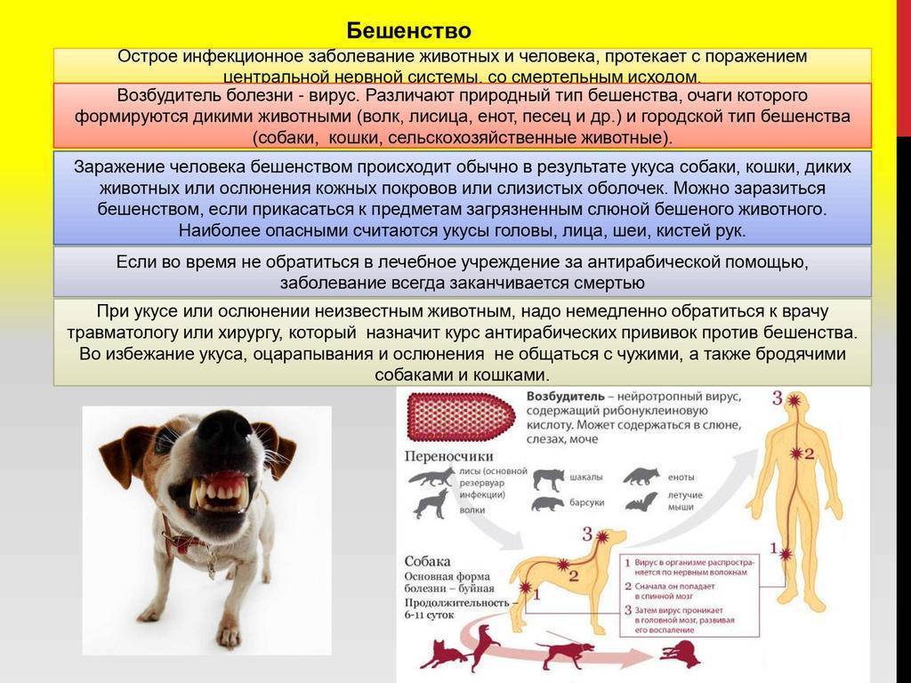 Что важно знать об инфекционных болезнях собак