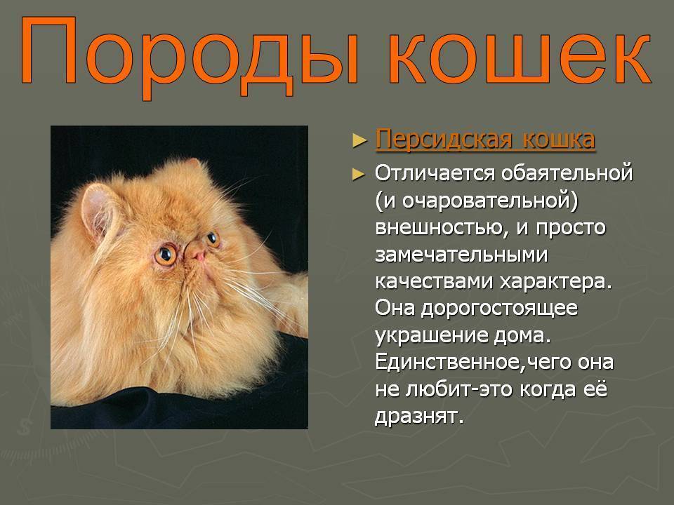 Персидская кошка: описание и уход за животным