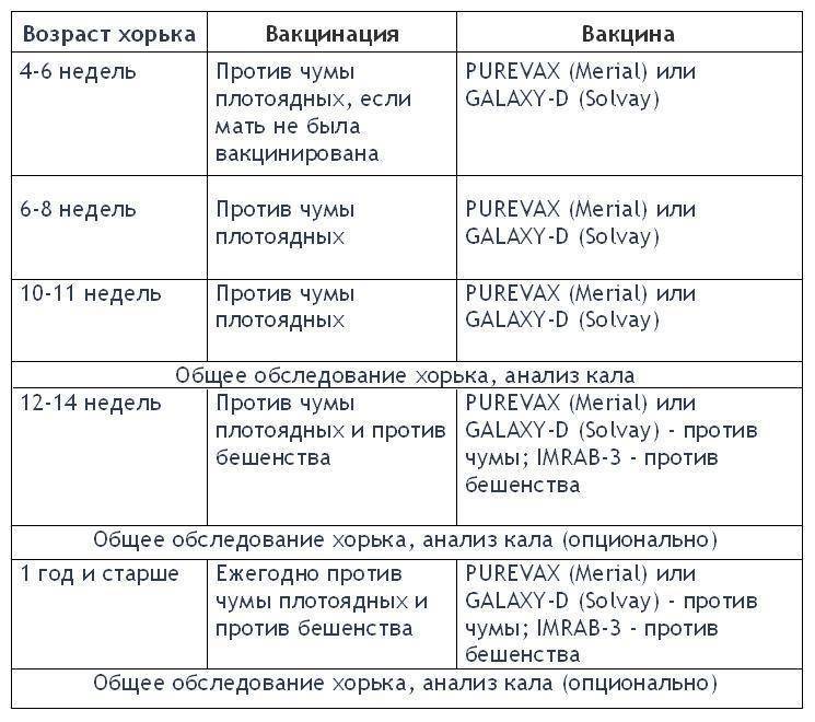 Вакцинация хорьков, прививки хорькам - ситивет, спб