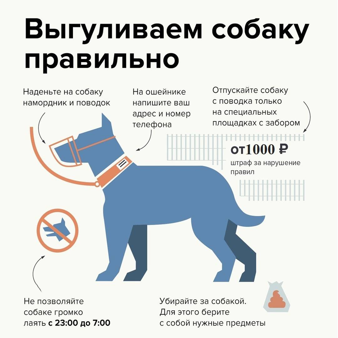 Закон о собаках в 2020-2021 годах, принятый гд рф: новые правила выгула и содержания опасных пород собак