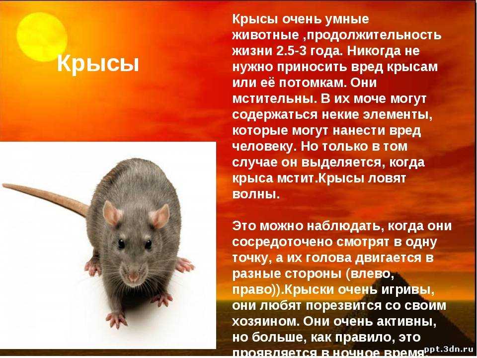 Все о крысе дамбо: описание, виды, уход и содержание, чем кормить