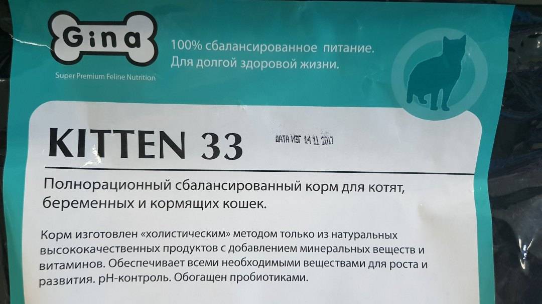 Вместо школы ксавьера — в приют для животных. пятиухая кошечка-мутант из волгодонска ищет хозяина