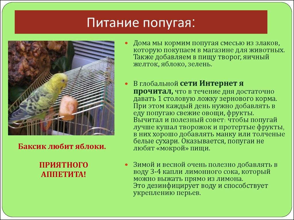 Волнистый попугайчик. уход, содержание и кормление – ветеринарные клиники ушихвост, полный спектр услуг для животных.
